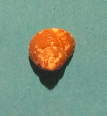 Trochidae 1